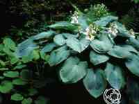 Хоста Зибольда (M)