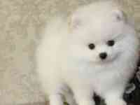 В продаже щенки померашки, фотография 6