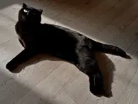 Отдадим шотландскую вислоухою кошку бесплатно, фотография 2