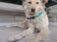 Щенки метисы от кинолога, фотография 9