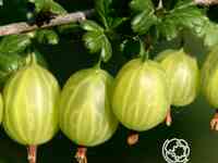 Крыжовник Родник