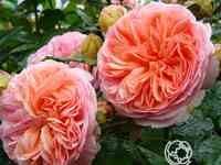 Роза Коин чайно-гибридная