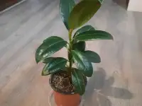 Комнатные декоративно-лиственные и цветущие растения, фотография 3