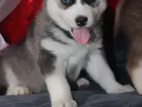 Щенки Сибирской Хаски, фотография 2