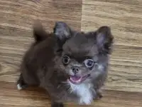 Щенок чихуахуа Длиношерстная, фотография 2