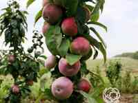 Яблоня колоновидная кумир