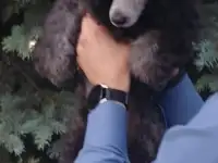 Породистые щенки малого и миниатюрного  карликового пуделя, фотография 3