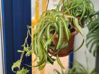 Хлорофитум, фотография 3
