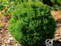 Туя шаровидная Тедди