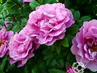 Роза васагейминг канадская парковая к/с