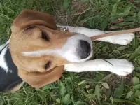 Бигль девочка 7,5 месяцев, фотография 6