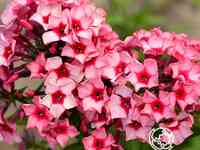 Флокс метельчатый Ред кариббен