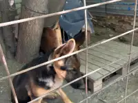 Продам щенка немецкой породы. Возраст 5 месяцев, фотография 4