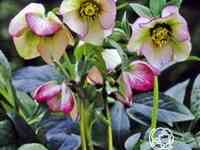 Морозник пикоте супрем