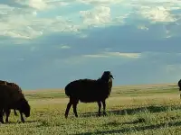 Мелкий скот, бараны, фотография 2