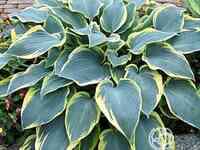 Хоста Роберт Фрост (M)