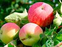 Яблоня мельба