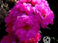 Роза джон кэбот канадская парковая к/с