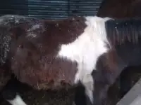 Продам лошадей, фотография 4