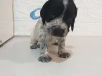 Готовятся к продаже щенки Русского спаниеля, фотография 5