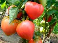 Семена Томат Абаканский Розовый 20 шт