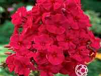 Флокс метельчатый Тенор