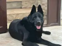 Продам щенков восточно-европейской овчарки, фотография 2