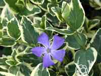 Барвинок большой вариегата