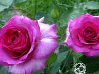 Роза виолет парфюм клиг, дорье