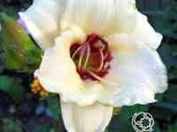 Лилейник Брилаинт Секл