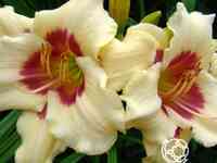 Лилейник Расбери Канди