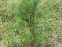 Туя выше 3 метров, сосна живая, берёза, ива, ольха, рябина, рассада., фотография 10