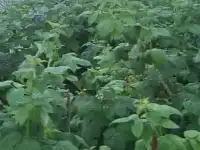 Продается дача, фотография 8