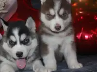Щенки Сибирской Хаски, фотография 5