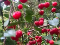 Продам особняк на два хозяина, Целинная 2/1, фотография 3