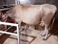 корова нестельная, фотография 6