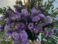 Тюльпаны оптом, фотография 9