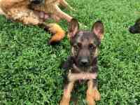 Щенята немецкой овчарки, фотография 3