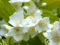 Чубушник ауреус