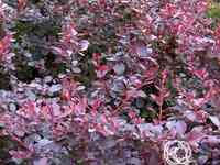 Барбарис суперба оттавский