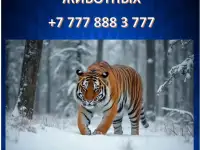 Оценка редких животных