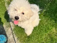 Щенки Бишон фризе, фотография 7