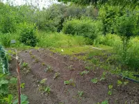 СРОЧНО ПРОДАМ ДАЧУ, СК Мелиоратор, фотография 3