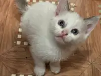 Отдам котят в хорошие руки, фотография 11