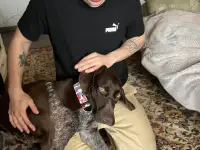 Найден кобель курцхаар г Алматы, фотография 2