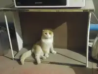 в добрые руки