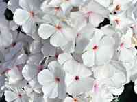 Флокс метельчатый Попай