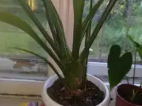 продам недорого комнатные цветы, цена по договорённости., фотография 6