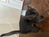 Отдам кошечку в добрые руки очень срочно, фотография 3