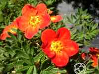 Лапчатка ред айс